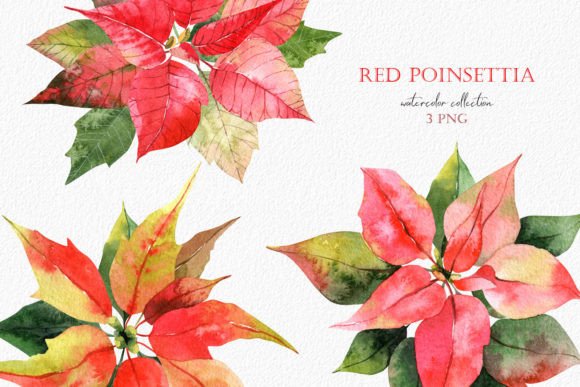 Watercolor Christmas Red Poinsettia: Premium Illustrations for Holiday Branding
